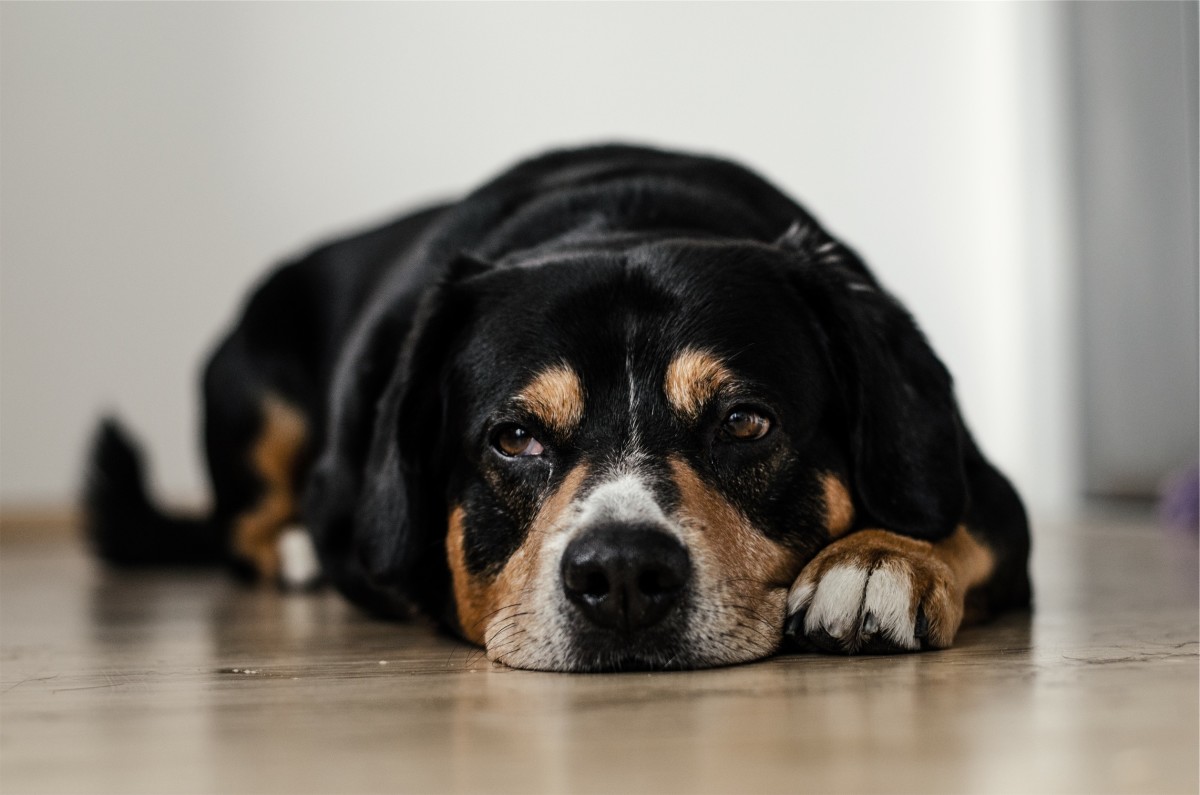 Dogs may be lethargic in the early stages of poisoning
