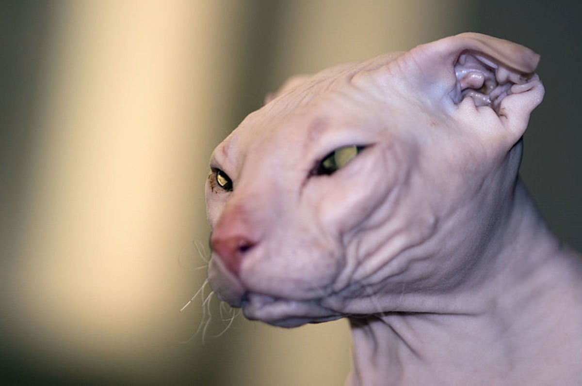 7 Hairless Cat Breeds Cats Without Fur HubPages