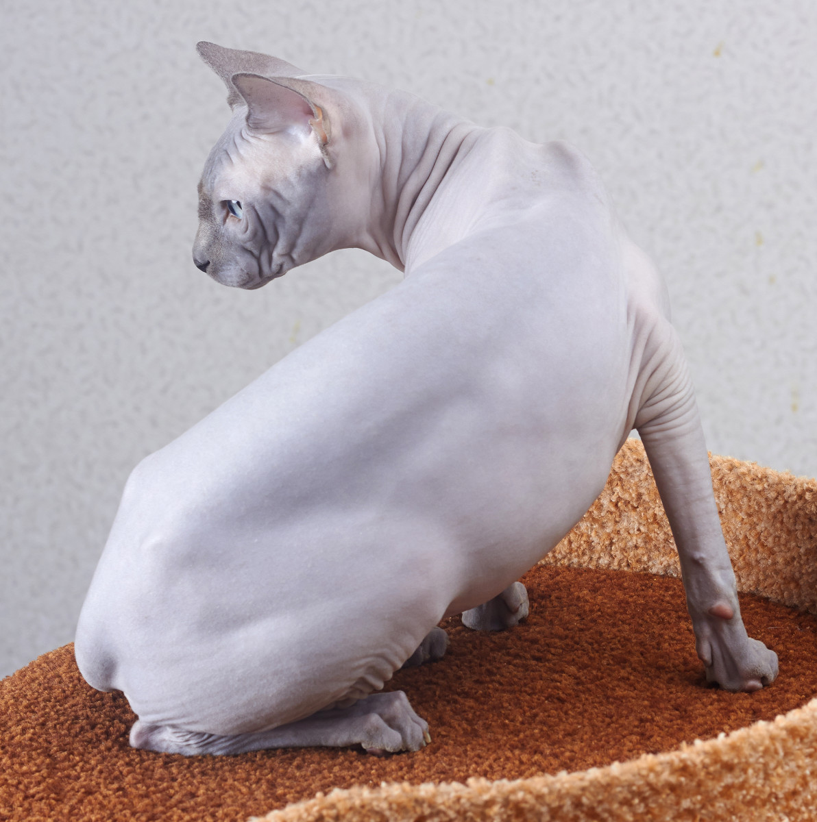 The Sphynx cat is the most popular of hairless cats around the world.