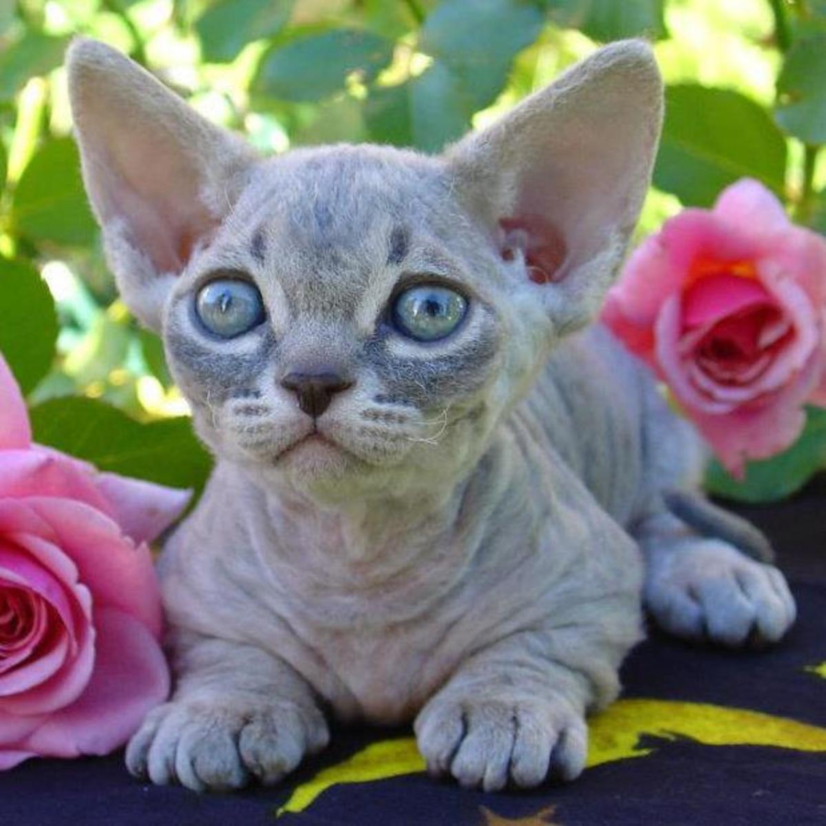 Minskin, sometimes confused with a Bambino, is a breed developed from a cross between the Munchkin and the Sphynx like the Bambino cat. 