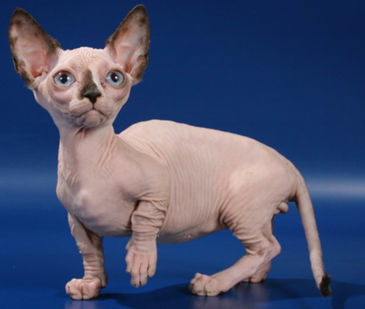 Bambino is a fairly new breed of cat developed from a cross between a Sphynx and the Munchkin.