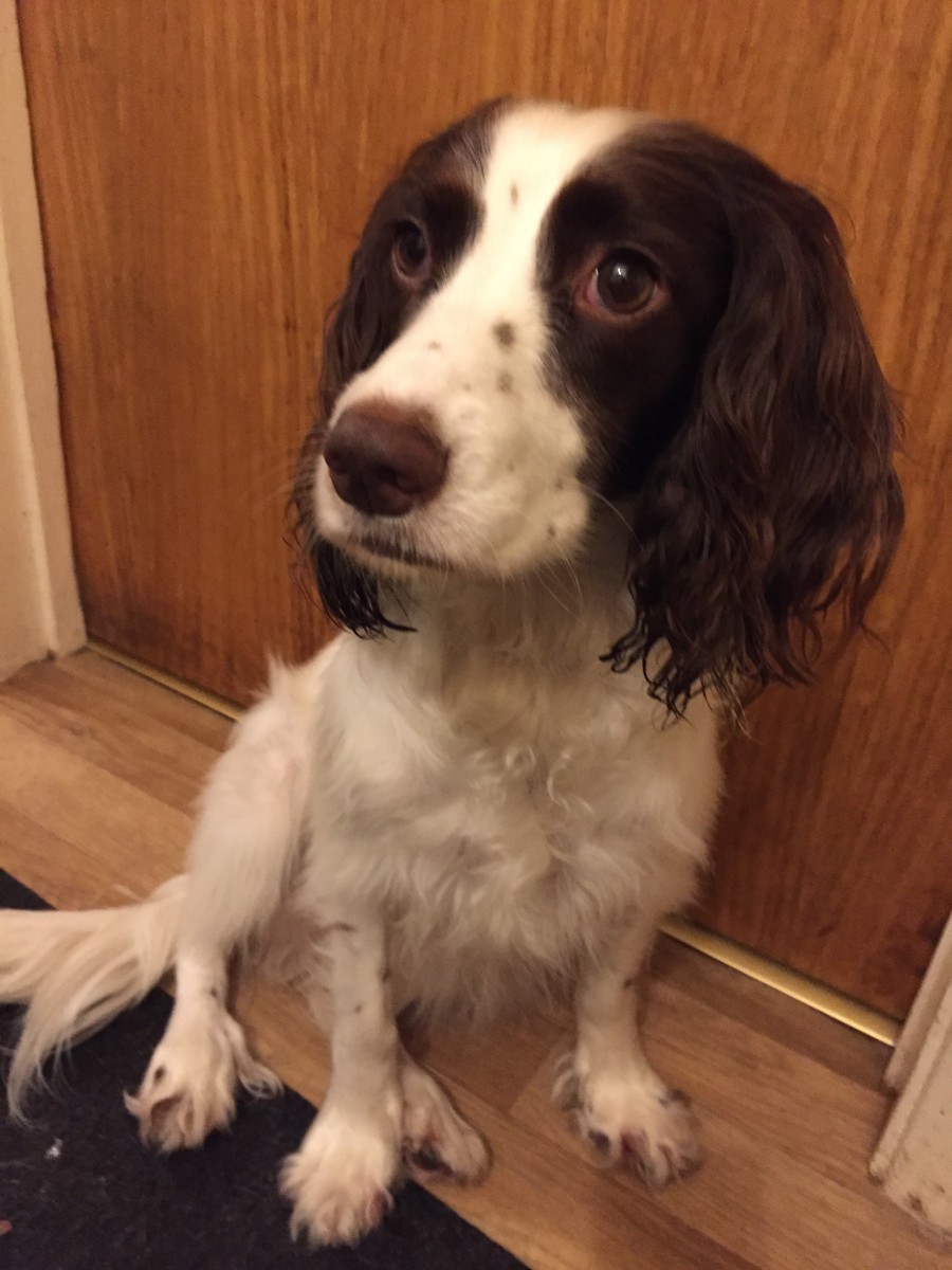 Photo 1 of a spaniel. She has adopted a 'puppy' sit with her back left leg
tucked under her. She has luxating patella (slipping kneecaps) which cause
her to sit this way.