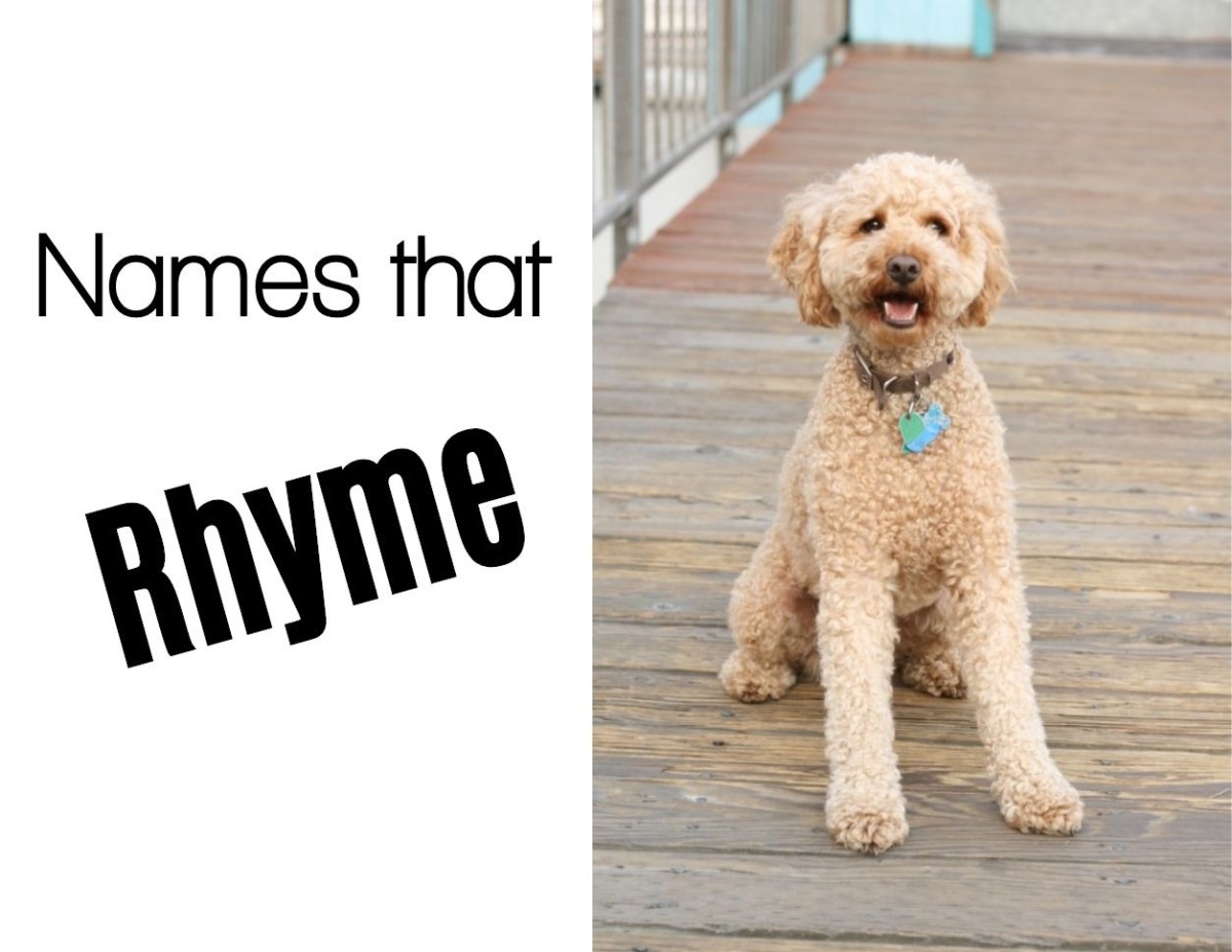 Rhyming names are fun for your pets.