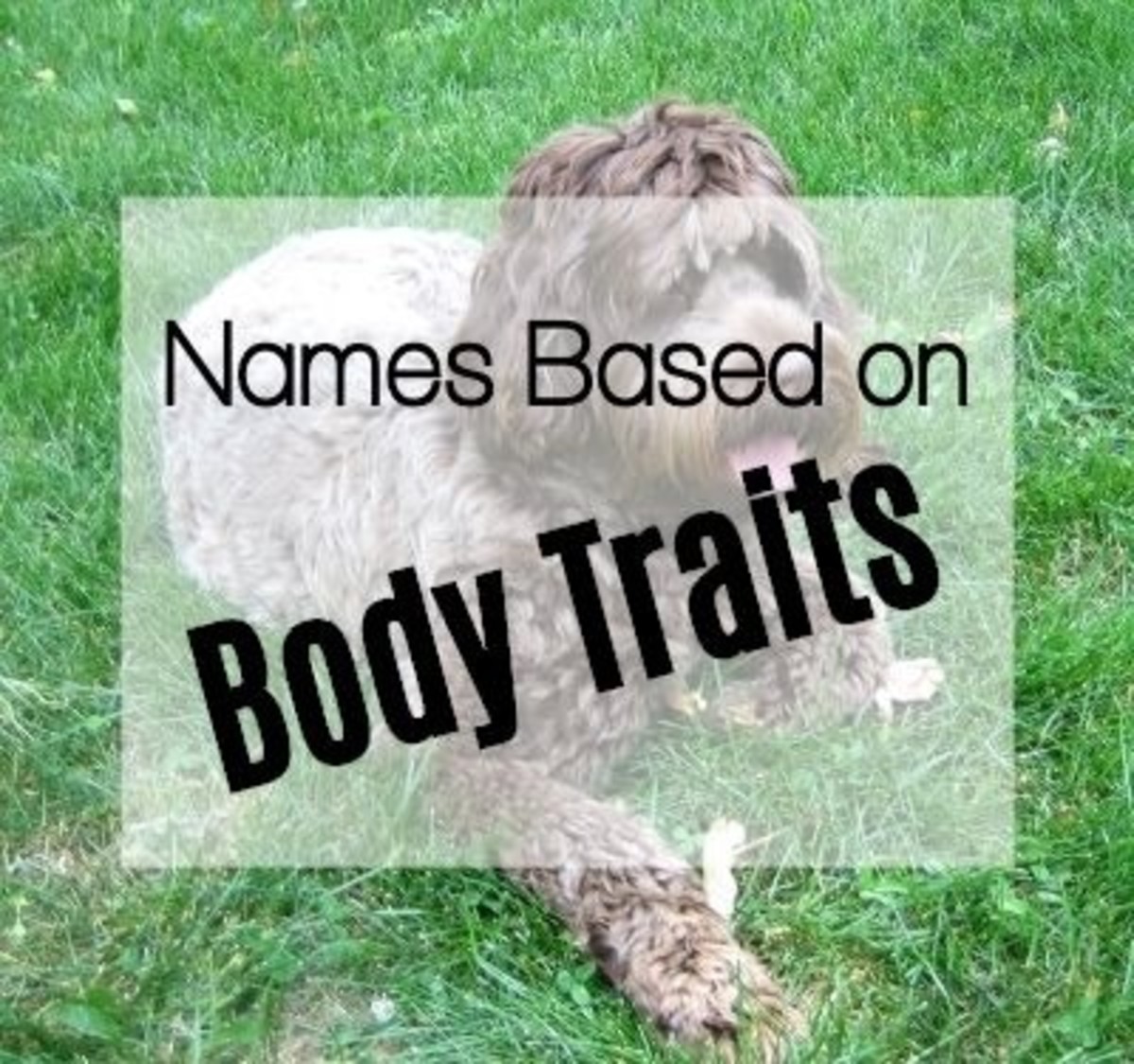 Names based on certain body aspects of your dog.