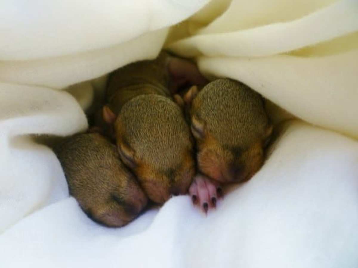 Three baby squirrels