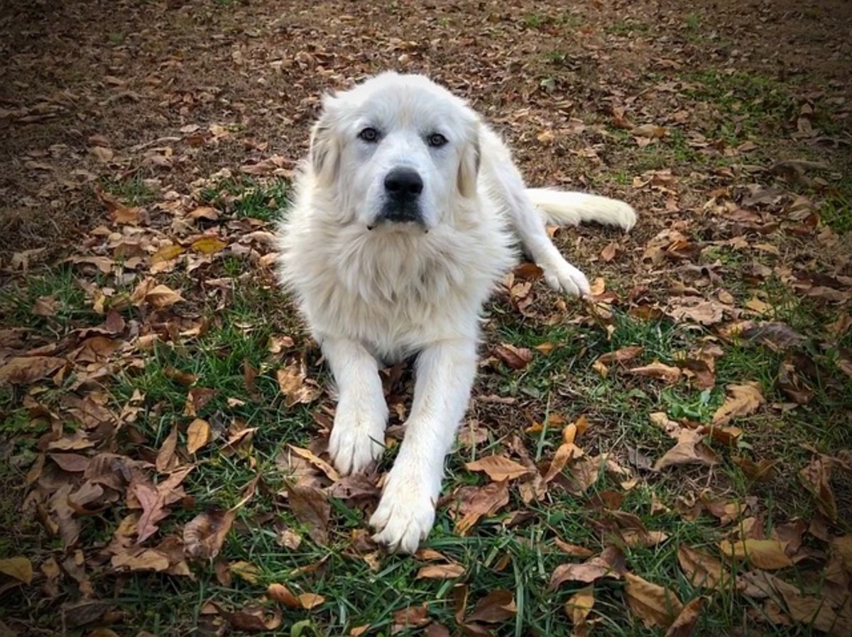 best toys for great pyrenees