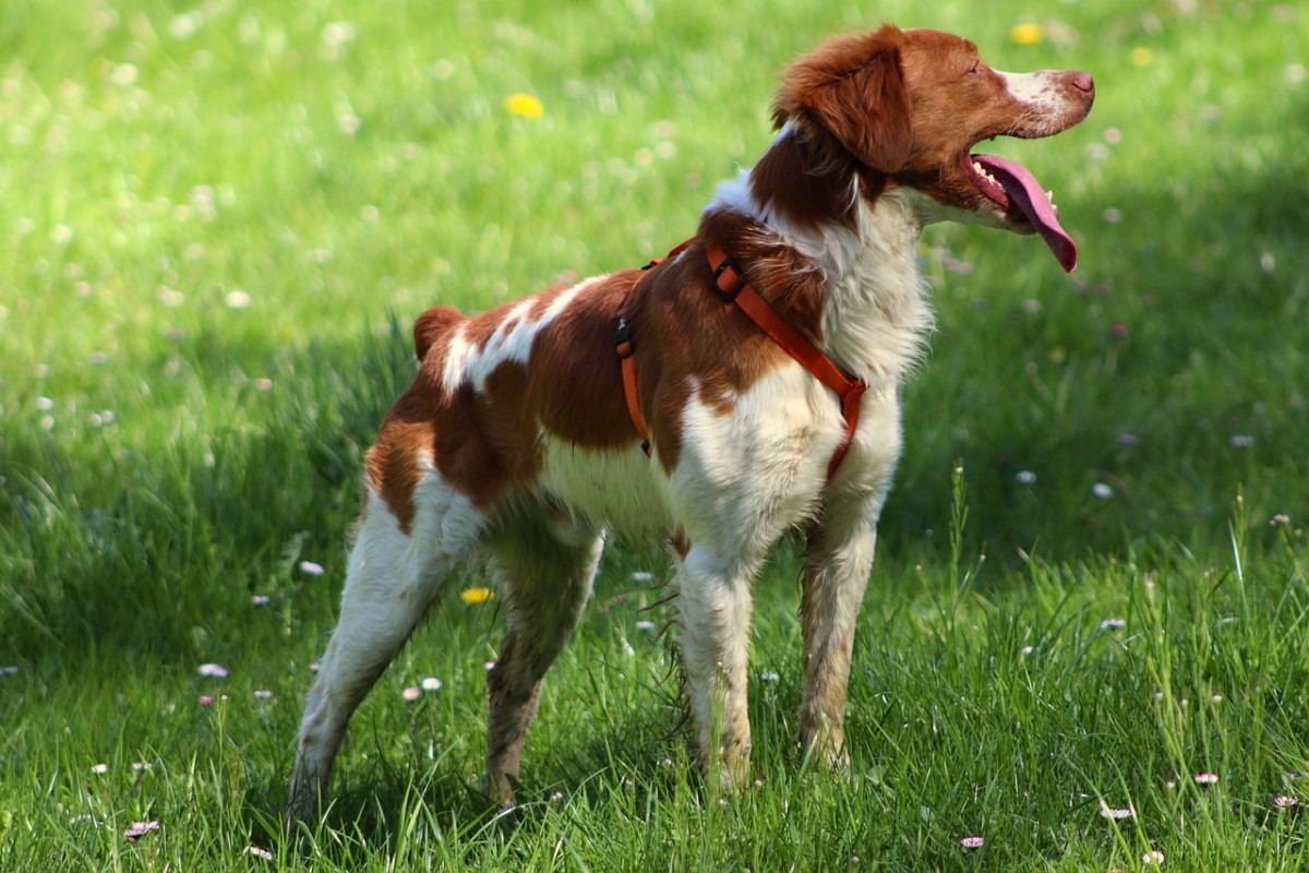 Pictured above is a beautiful Brittany Spaniel posing for the camera.