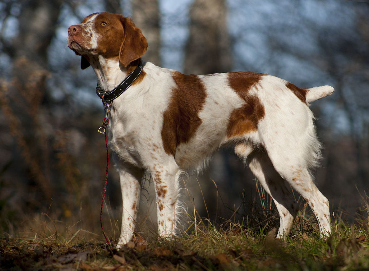 A Brittany Spaniel participating in a hunting excursion.