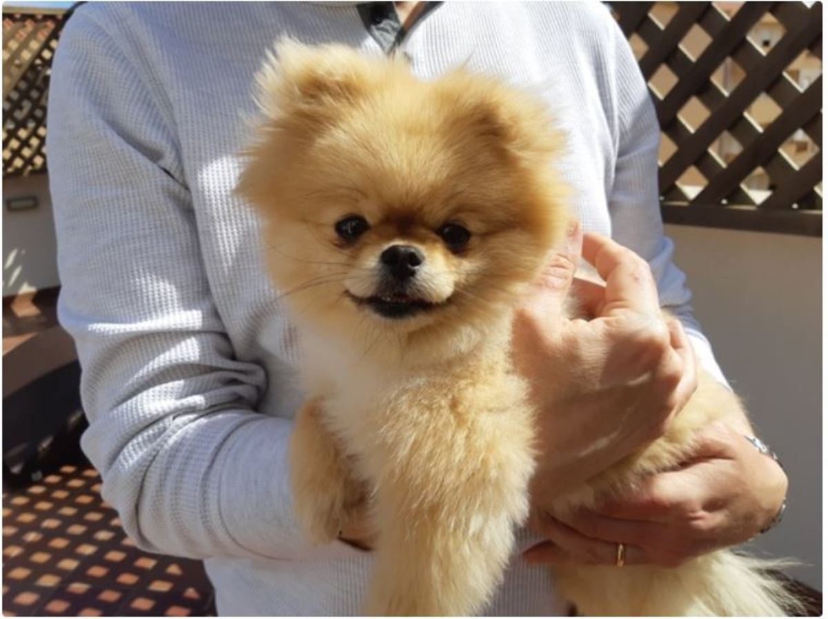 This puppy looks "happy" and relaxed for being held.