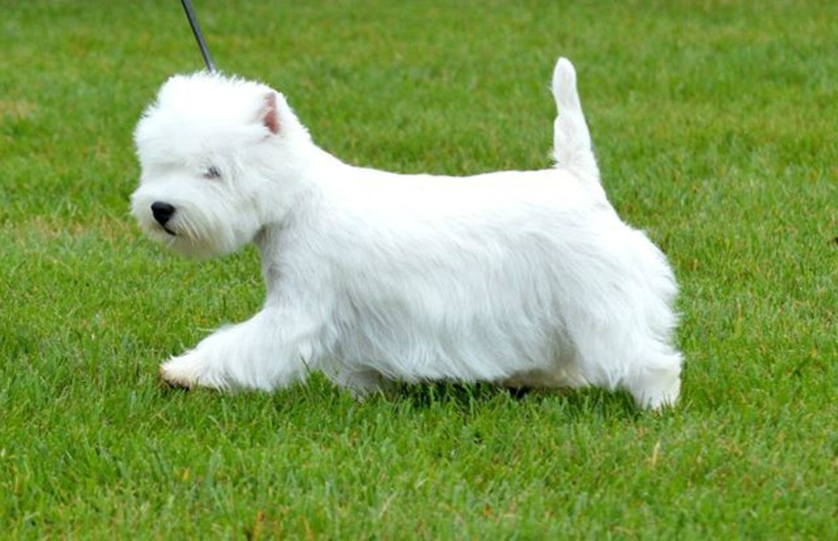 Buttons makes a cute name for a small white dog.