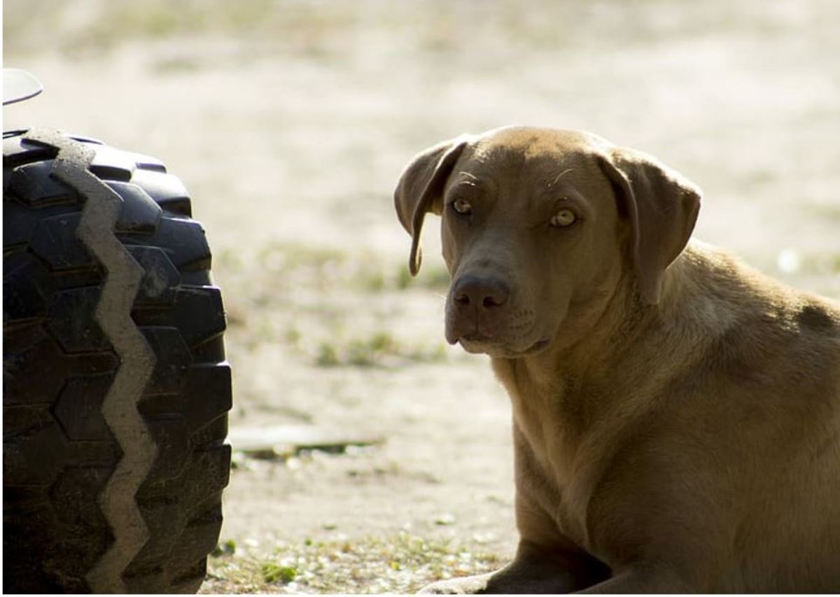 why-dogs-pee-on-car-tires