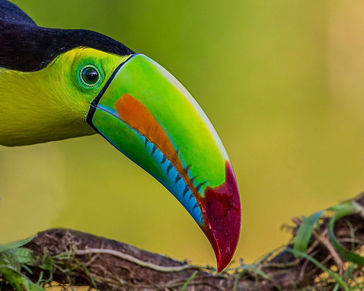 Toucans often love to cuddle with their owners.