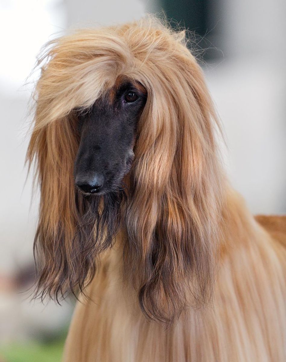 Well-groomed Afghan Hound posing at local dog show.