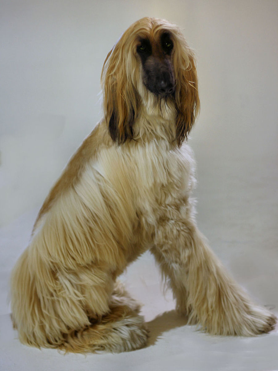 Afghan Hound posing for the camera.  Notice how the dog's facial coloration contrasts sharply with its coat.