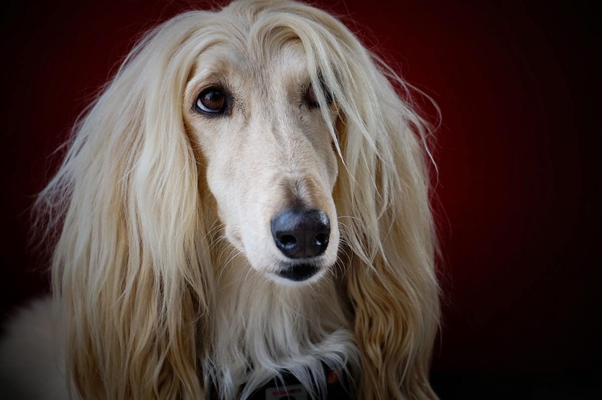 Pictured above is a beautiful Afghan Hound posing for the camera. Take notice the dog's silk-like fur (a trait the Afghan is renowned for).