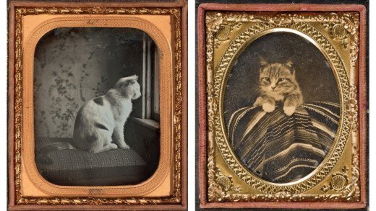 10 of the Most Famous Cats in History PetHelpful