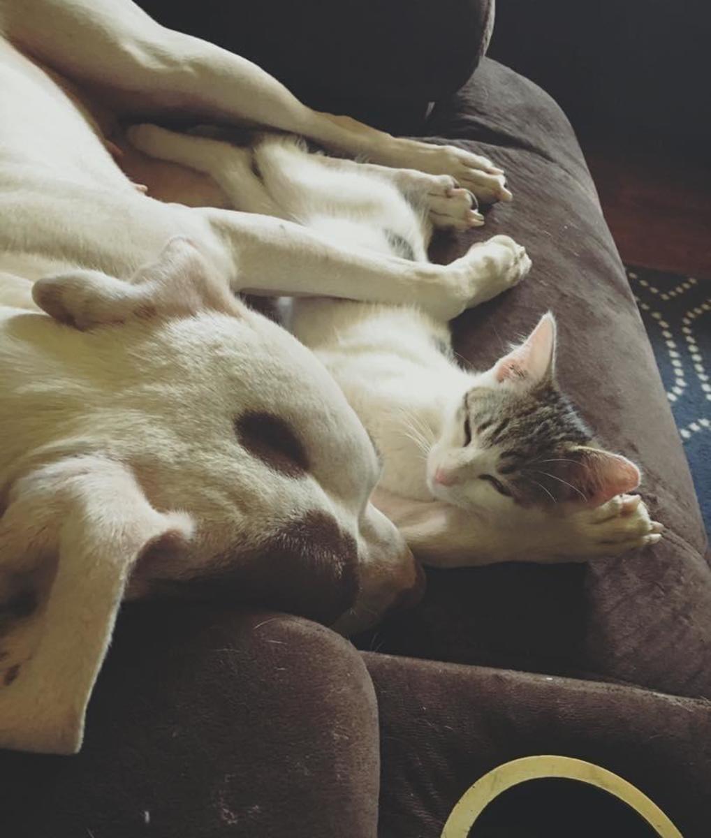 Reba and feline friend Sasha take a cat-nap.