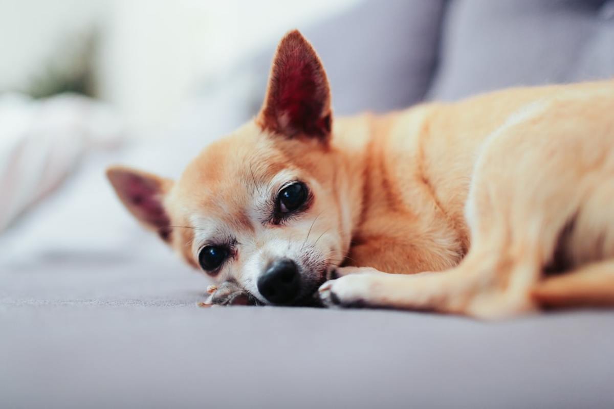 An adorable Chihuahua taking a break.