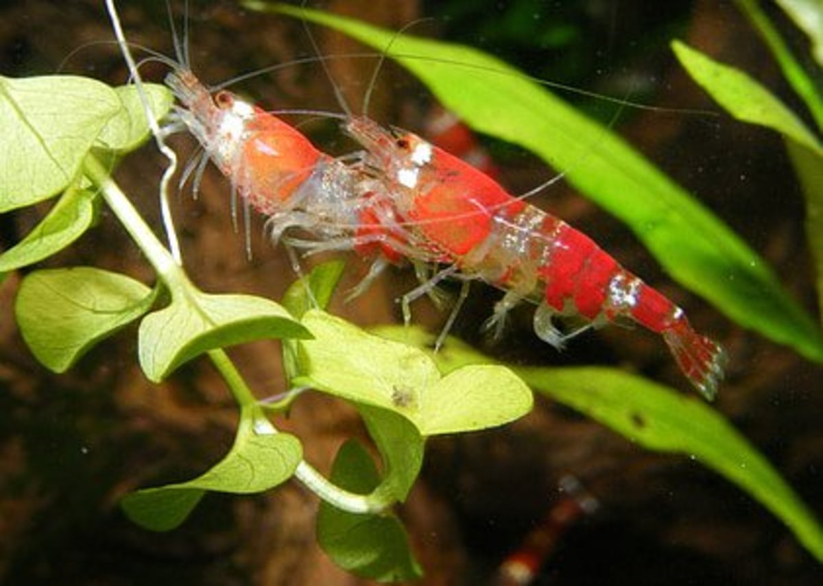 Shrimp remove the algae off the leaves of plants. Plants provide food and remove nitrates from the water, creating a nice environment for the shrimp. Aquatic plants and freshwater shrimp have a symbiotic relationship in an aquarium.