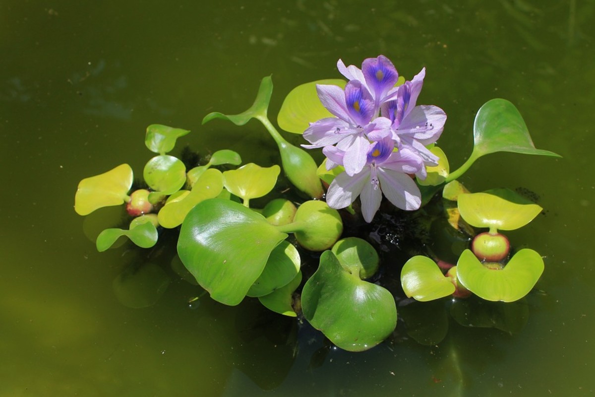 Water hyacinth! An aquatic plant that considerably filters nitrates from the water. 