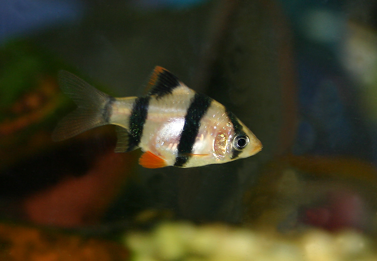 Kept incorrectly, tiger barbs can cause havoc in your tank.