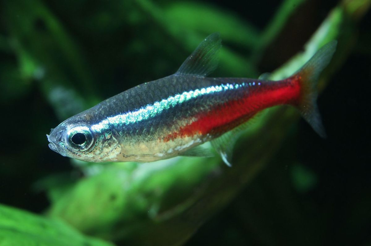 Neon Tetras are among the most popular tetras for a freshwater aquarium.