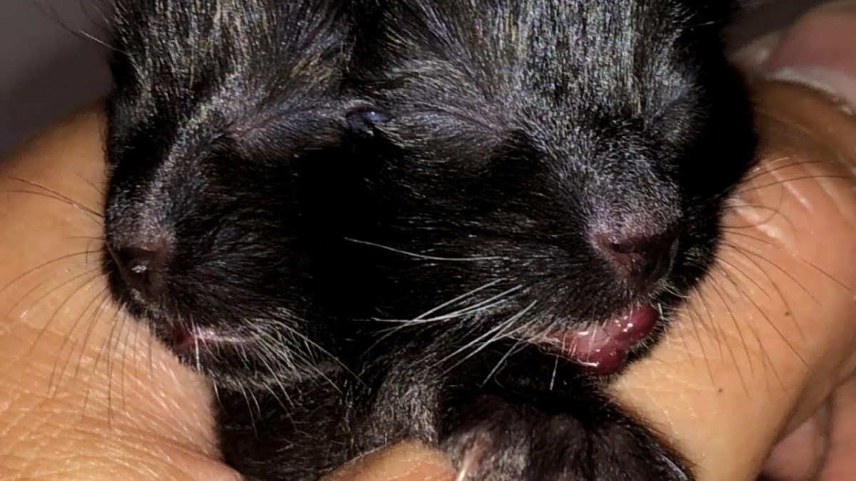 Examples Of The Rare Two Faced Janus Cat HubPages
