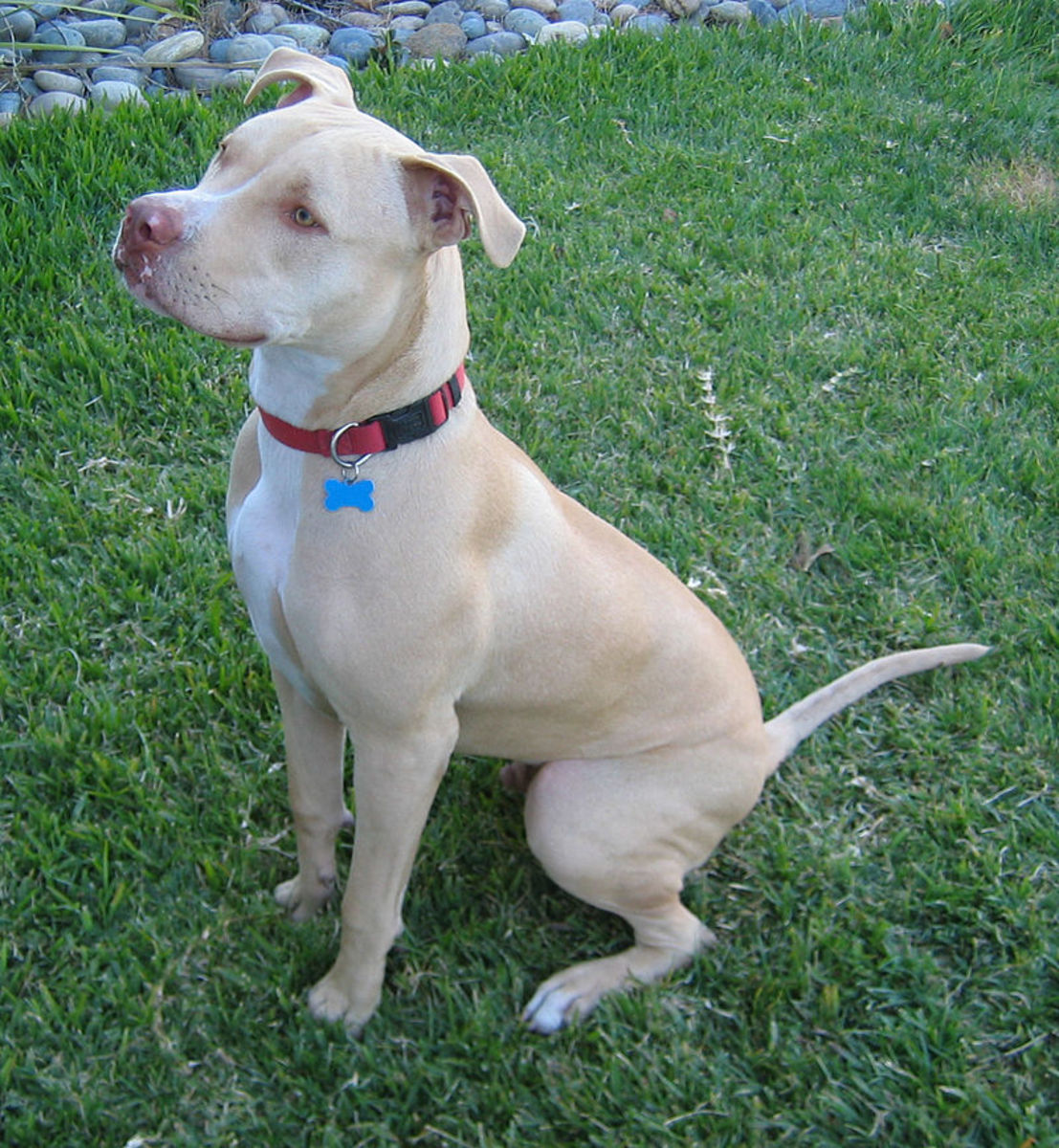 Despite their fierce reputation, the American Pit Bull Terrier is actually a highly intelligent and affectionate breed.
