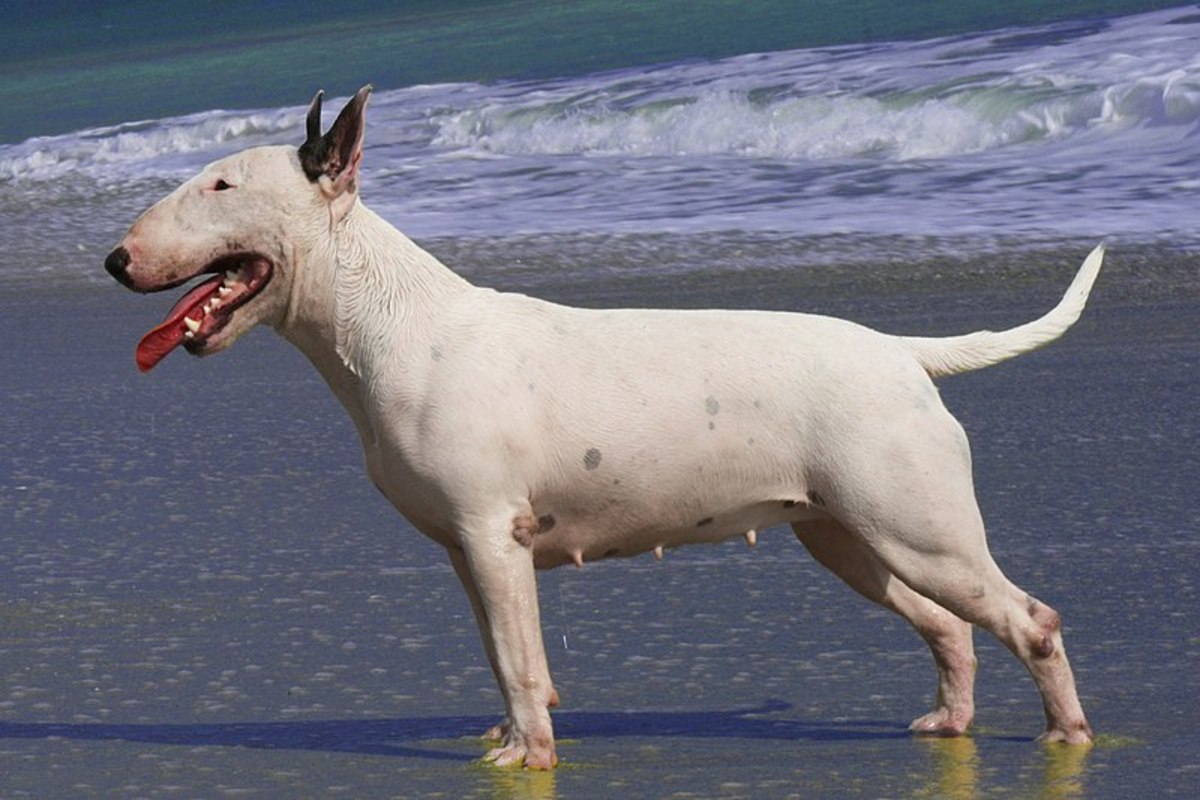 Bull terrier enjoying a caribbean beach.