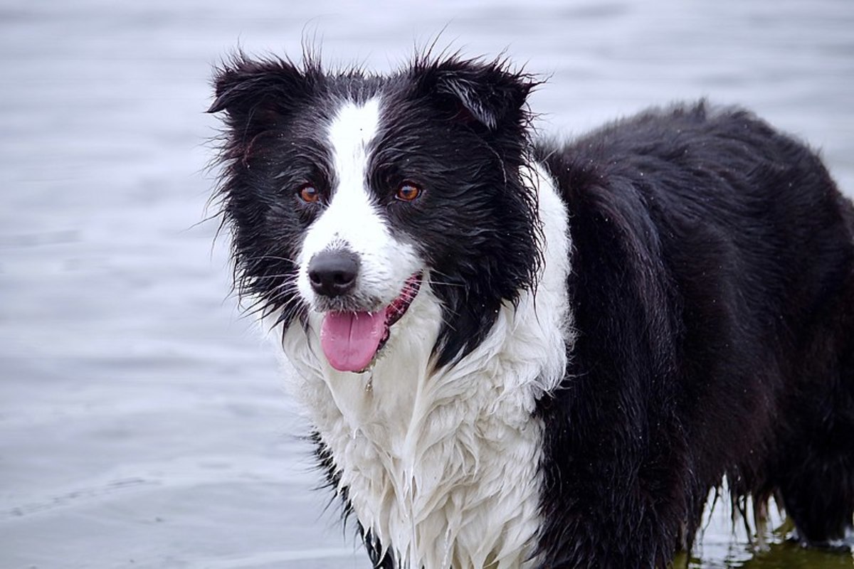 Border Collie with a Caribbean Name: Cabo