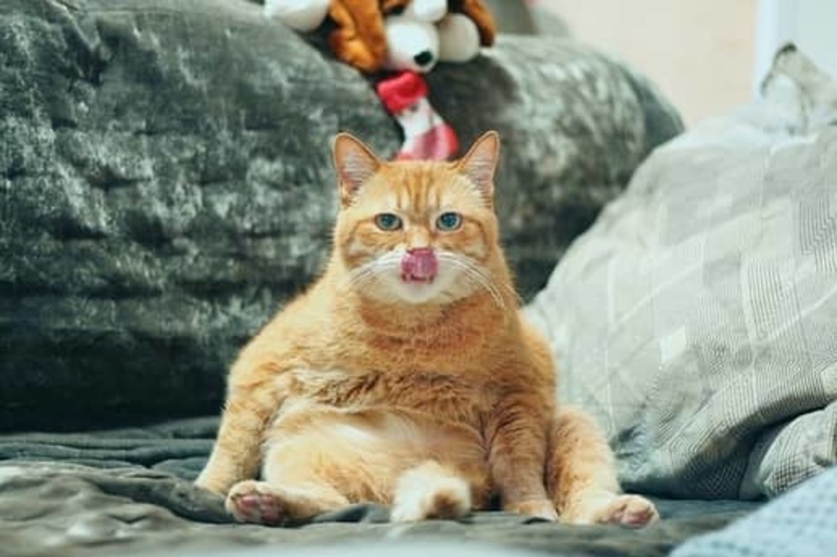 "When someone tells me to sit like a lady" - Funny Cat.
