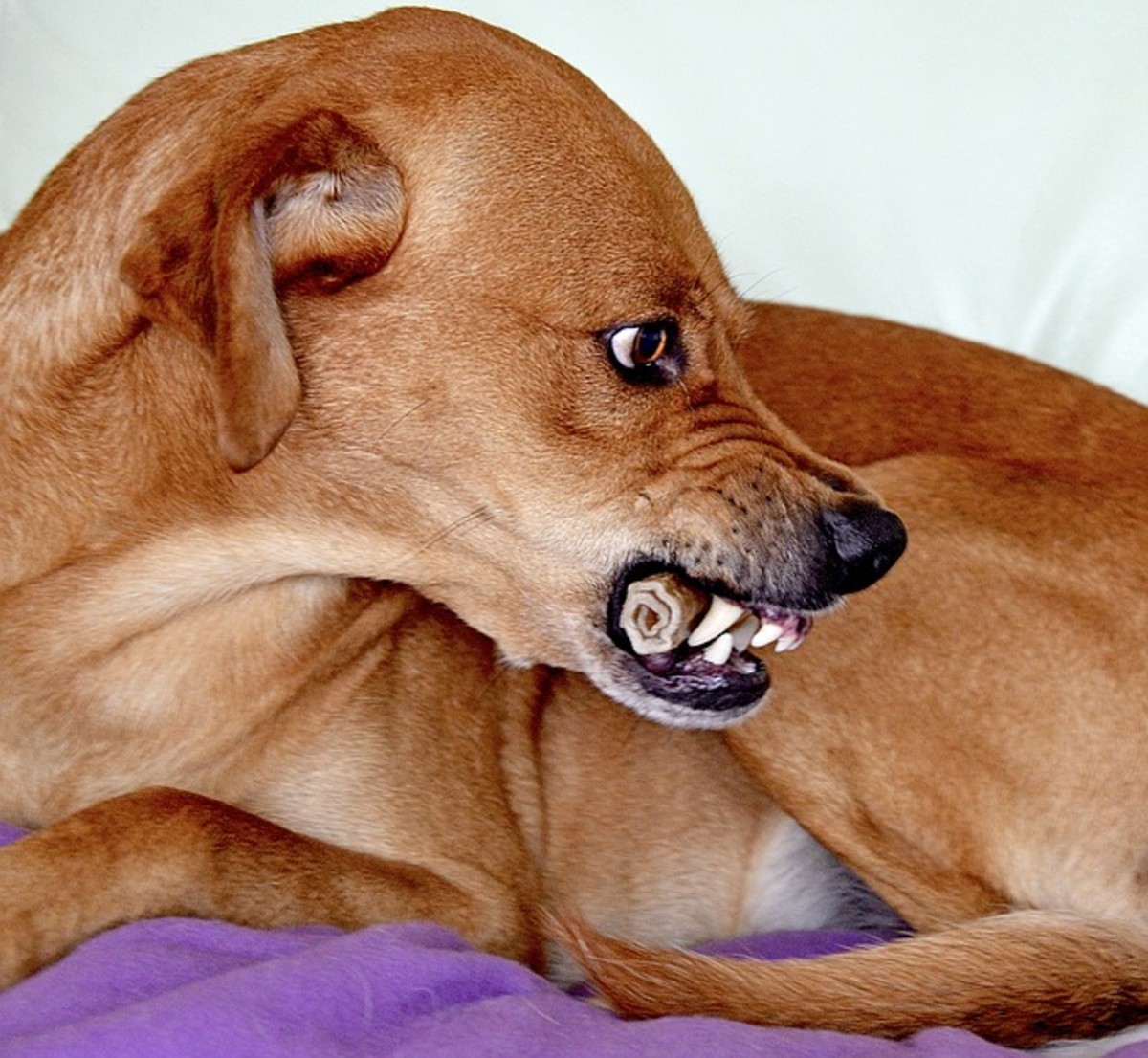 This dog with a bone in the mouth, whale eyes and baring teeth is clearly saying "stay away."