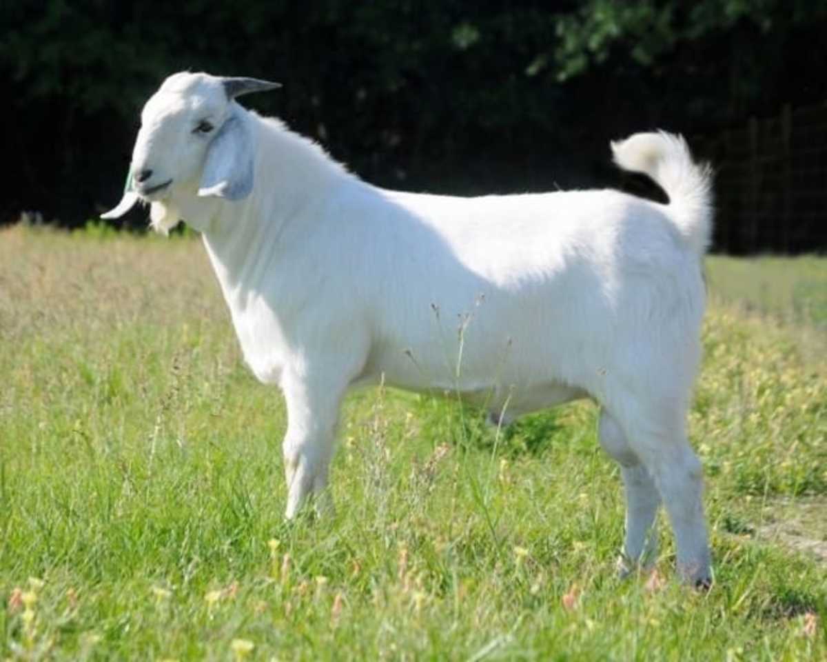 Savanna goat 