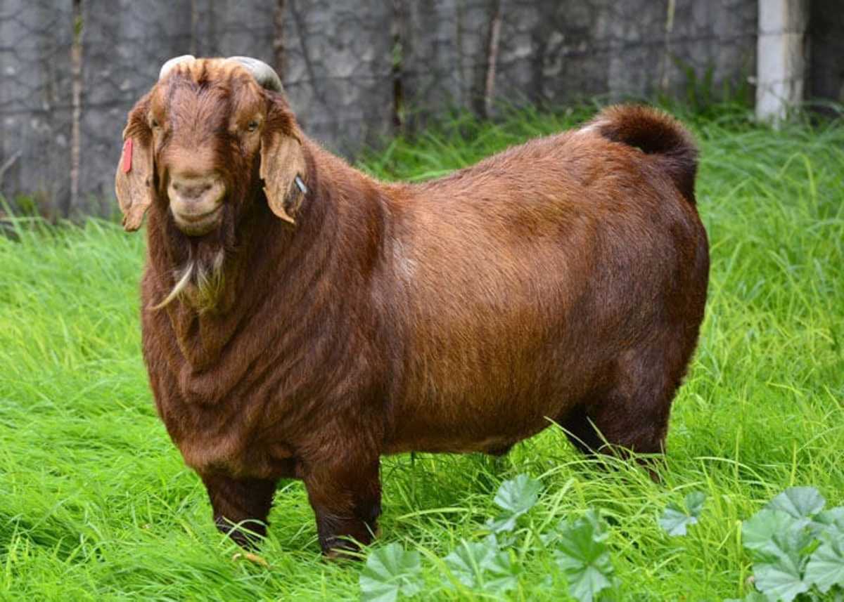 Best Goat Breeds