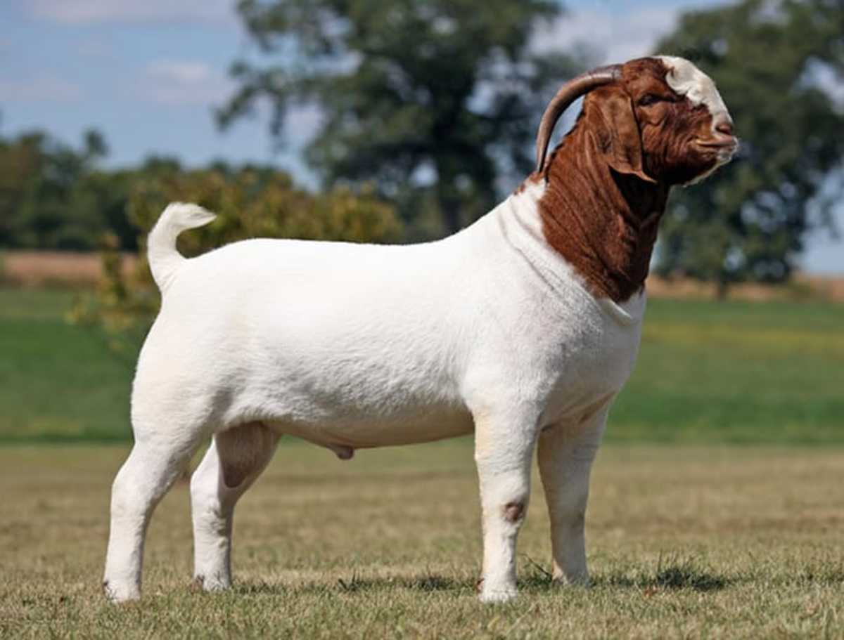 Typical South African Boer goat with a white body and red head and neck.