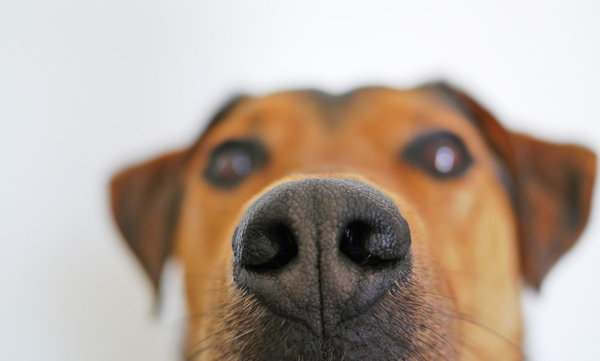 Dogs collect a ton of information about their environment through their sense of smell. Letting your pup sniff around during walks keeps his mind active.