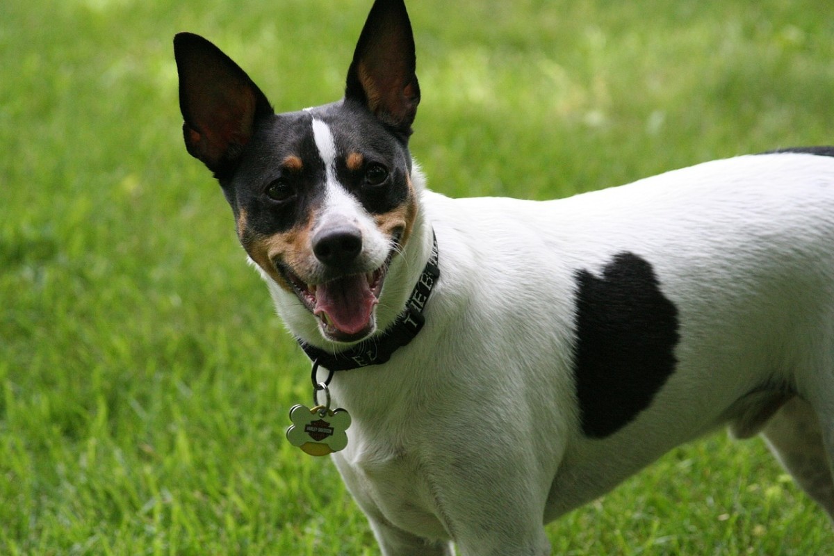 An adorable Rat Terrier poses for the camera.  Average life expectancy for this breed is 12 to 18 years.