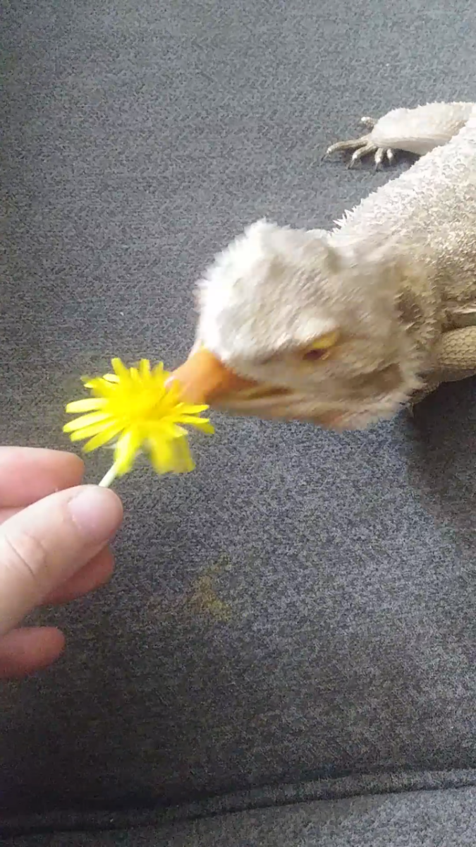 Dandelions can be an occasional part of your bearded dragon's diet.