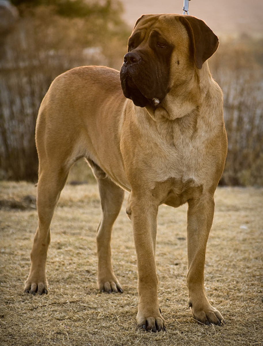 Confident and imposing, the English Mastiff is the most powerful of the docile guard dogs.