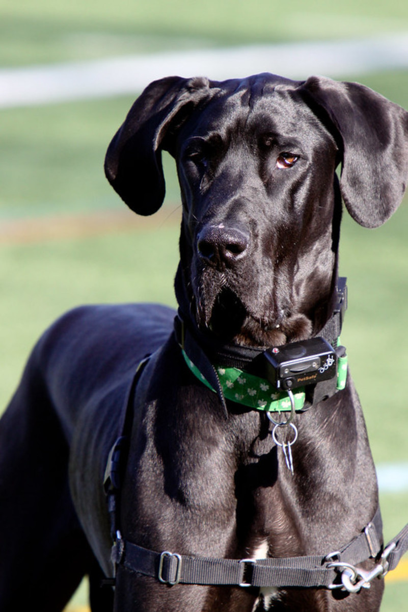 Great Danes can appear fierce but they usually are not.