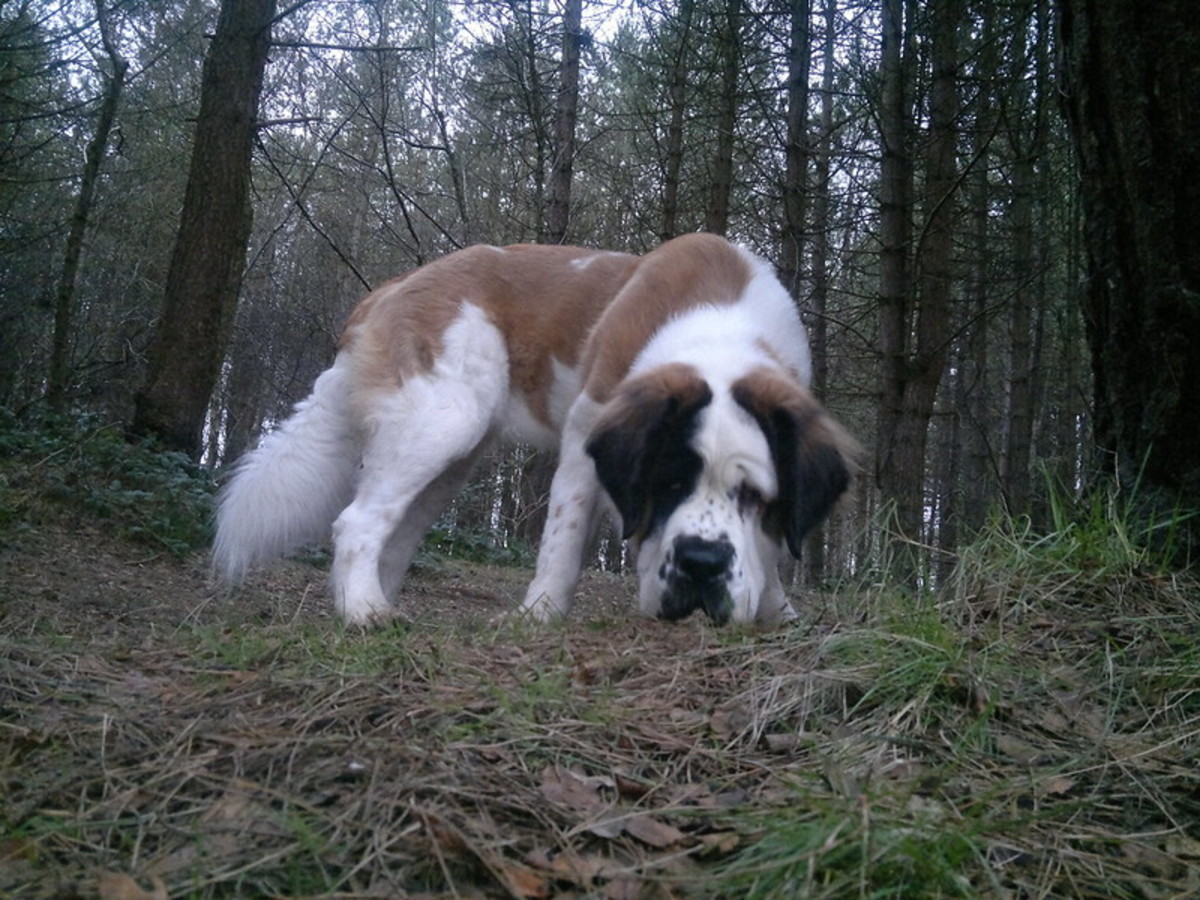 Although the Saint Bernard has the reputaion of being lazy, he can also serve as a guard.