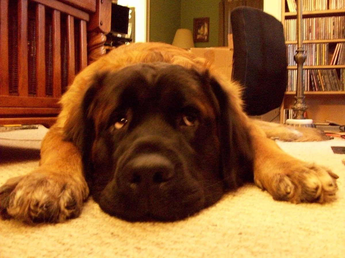 The Leonberger does not drool as much as many giant dogs.