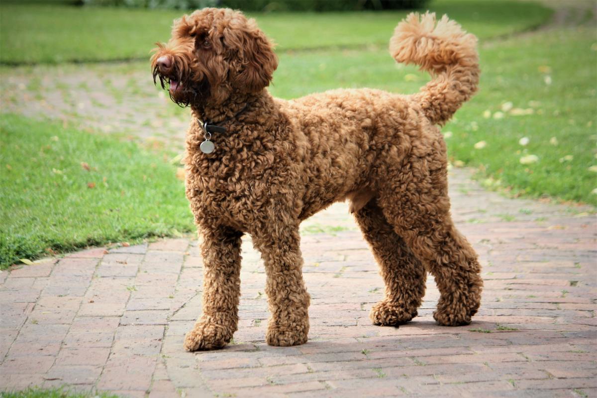 This Labradoodle has been clipped to tidy the coat, but still leaving it long enough to protect the skin. Poodles and poodle mixes have to be clipped as the hair does not shed.