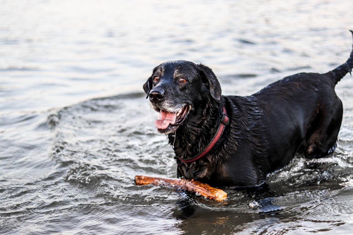 Though he appears short-coated, the Labrador has a dense undercoat to keep him warm in cold water