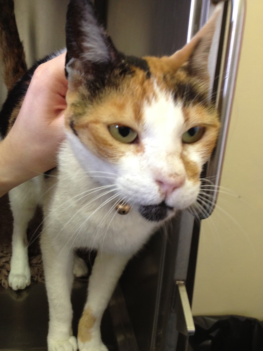 Why Is My Cat Sneezing So Much? PetHelpful