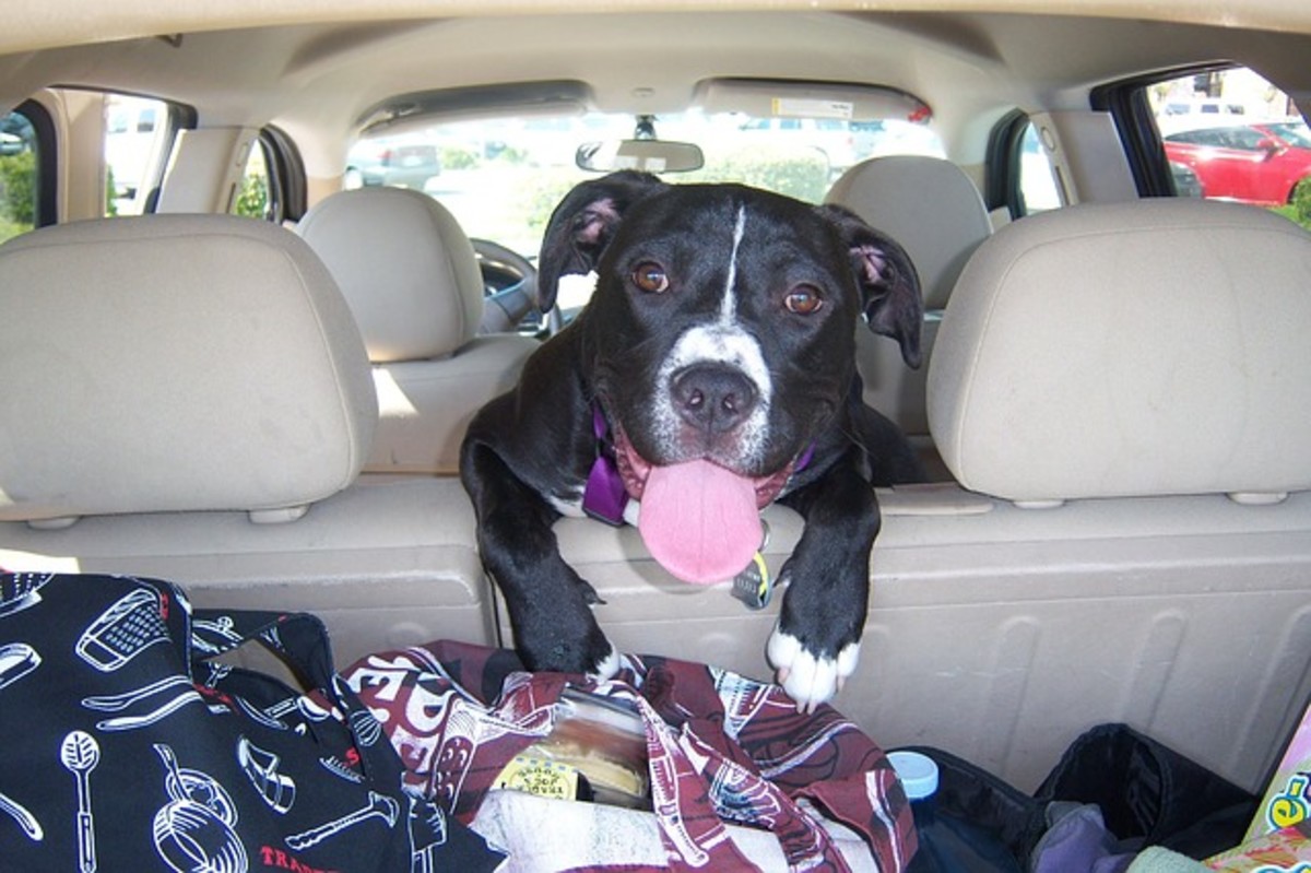 12 Tips For Dogs That Get Too Excited In The Car Pethelpful By Fellow Animal Lovers And Experts