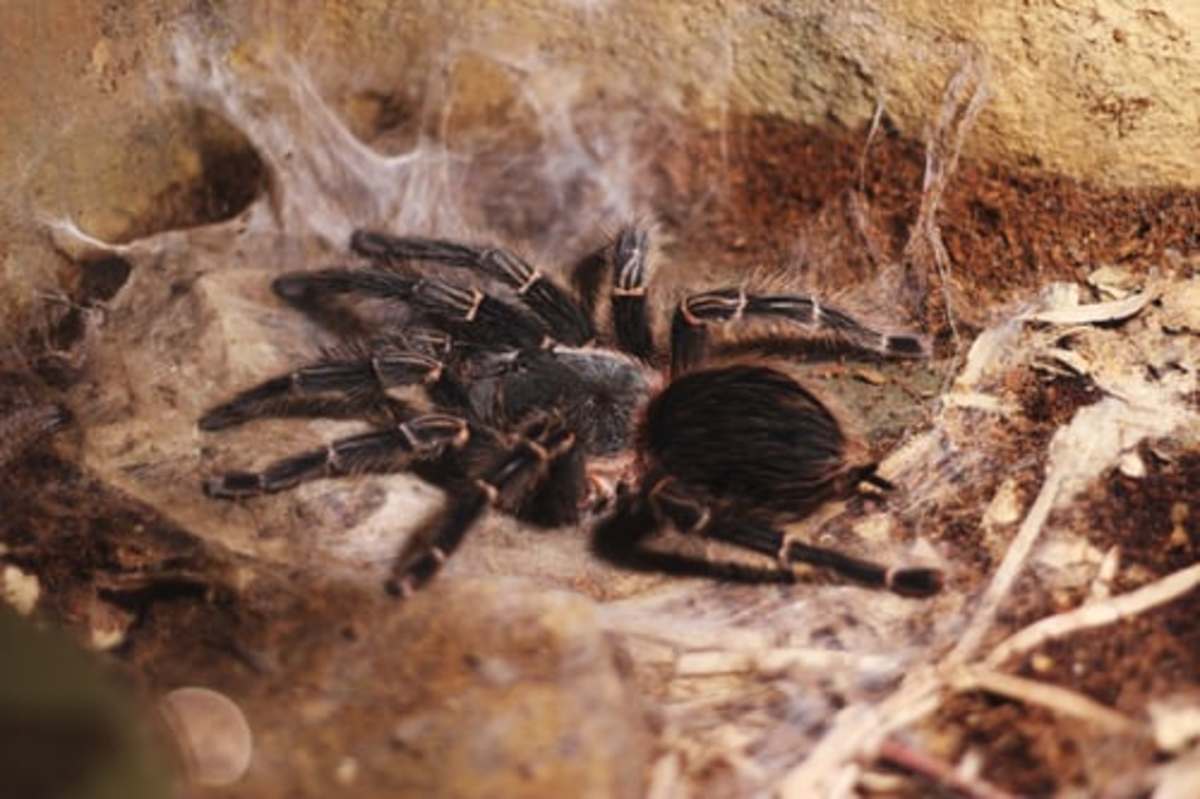Many people are afraid of spiders, and some spider species are capable of killing humans, but fatalities due to tarantula bites are rare, and those species which are kept as pets carry almost no risk.