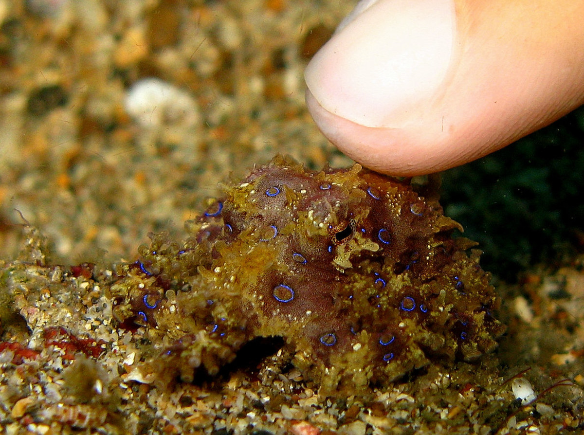 These small, beautiful, octopuses hail from the shores of Australia and are the most deadly species of cephalopod.