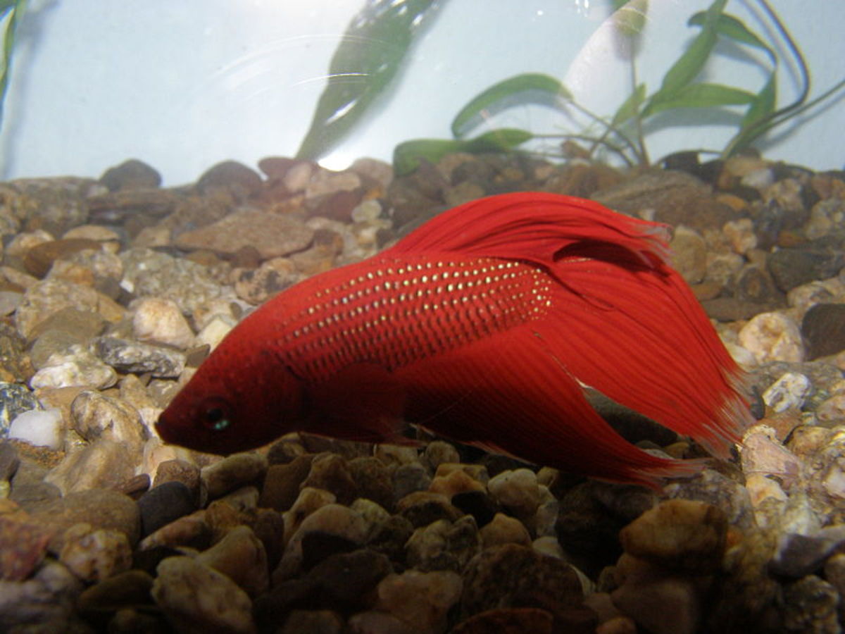Betta fish will often search for food in the gravel. 
