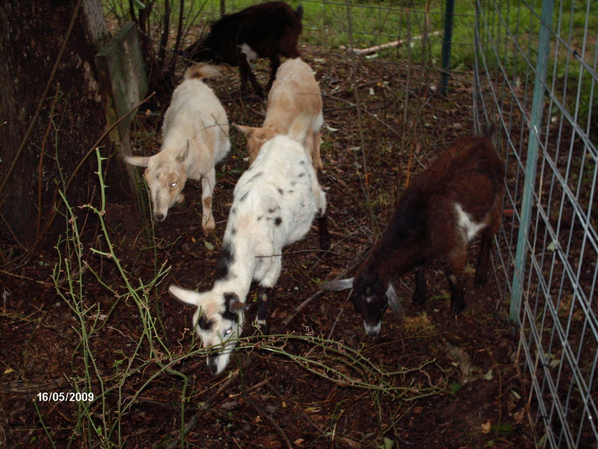 Goat fencing should be strong.